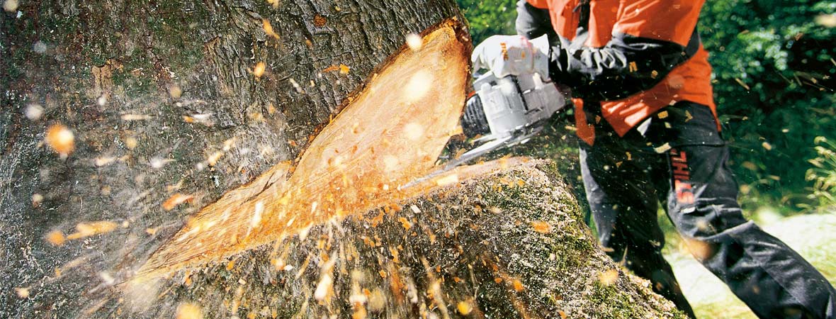 Empresa d'eliminació de troncs i arrels d'arbres del Vallés
