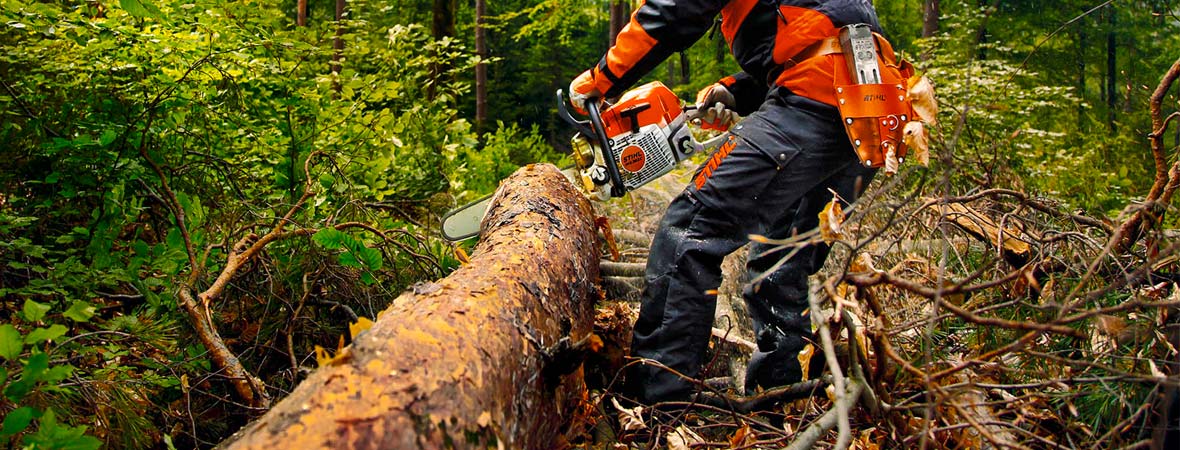 Details 48 servicio de tala de árboles